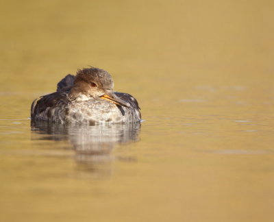 Hooded MerGanser  --  Harle Couronne