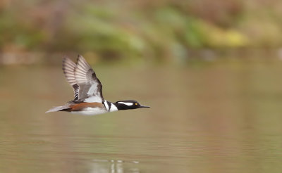 Hooded MerGanser  --  Harle Couronne