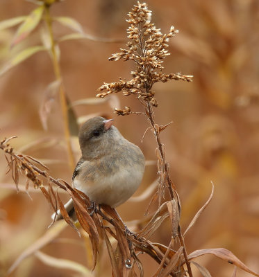 Dark-Eyed Junco ( BROWN VERSION )  --  Junco Ardoise ( VERSION BRUN )