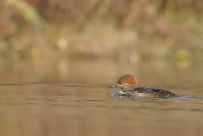 Hooded MerGanser  --  Harle Couronne