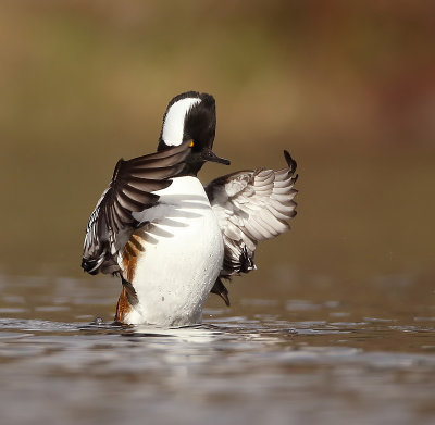 Hooded MerGanser  --  Harle Couronne