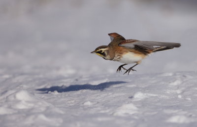 Horned Lark  --  Alouette Hausse-Col