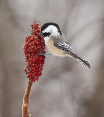 Black-Capped Chickadee  --  Mesange A TeTe Noire