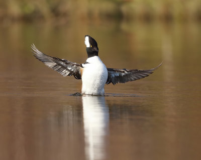 Hooded MerGanser  --  Harle Couronne