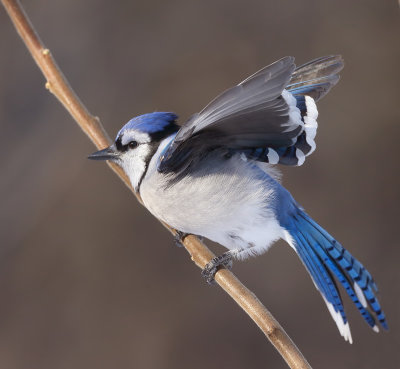 Blue Jay  --  Geai Bleu