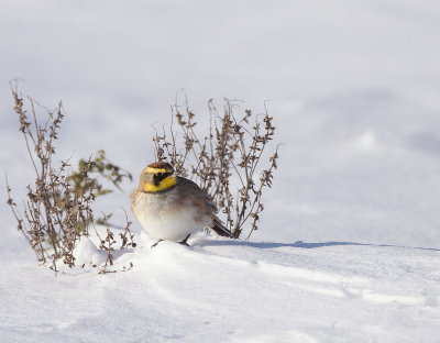 Horned Lark -- Alouette Hausse - Col