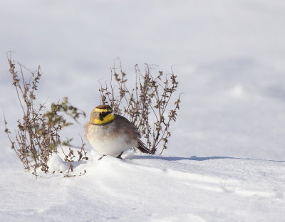 Horned Lark  --  Alouette Hausse - Col