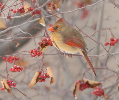 Northern Cardinal  --  Cardinal Rouge