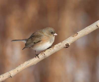 Dark - Eyed Junco  --  Junco Ardoise