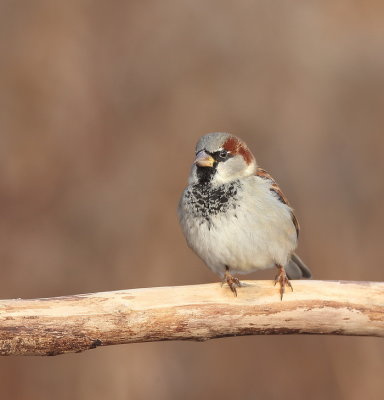House Sparrow  --  Moineau Domestique