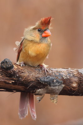 Northern Cardinal  --  Cardinal Rouge