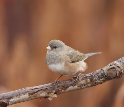 Dark-Eyed Junco ( BROWN )  --  Junco Ardoise ( BRUNE )