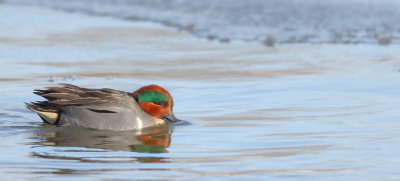 Green - Winged Teal  --  Sarcelle D'Hiver