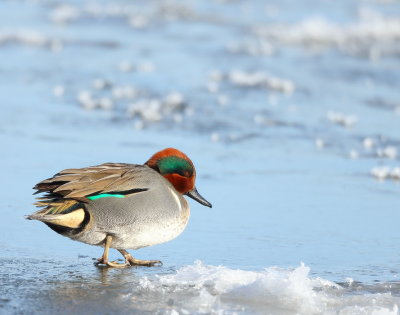 Green-Winged Teal  --  Sarcelle D'Hiver