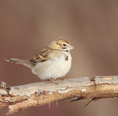 Lark Sparrow  --  Bruant A Joues Marron