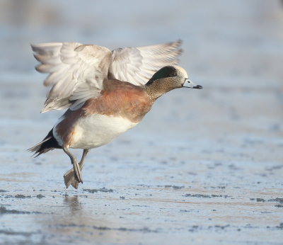 American Wigeon  --  Canard D'Amerique