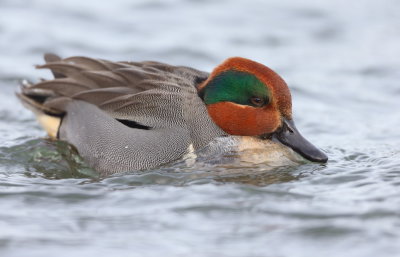 Green-Winged Teal  --  Sarcelle D'Hiver