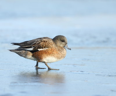 American Wigeon  --  Canard D'Amerique