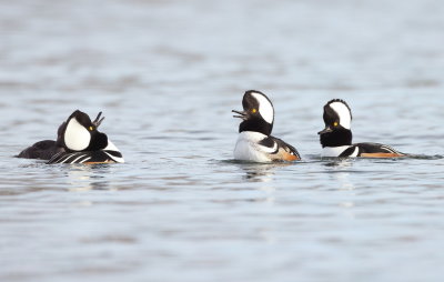 Hooded MerGanser  --  Harle Couronne