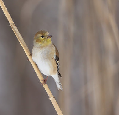 American GoldFinch  --  CharDonneret Jaune