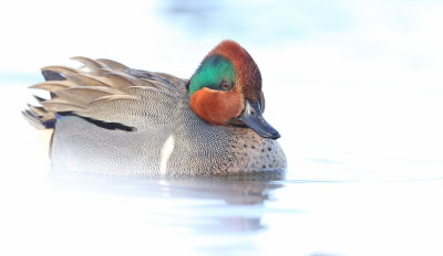 Green - Winged Teal  --  Sarcelle D'Hiver