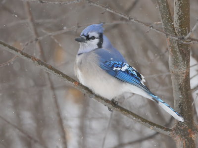 Blue Jay  --  Geai Bleu