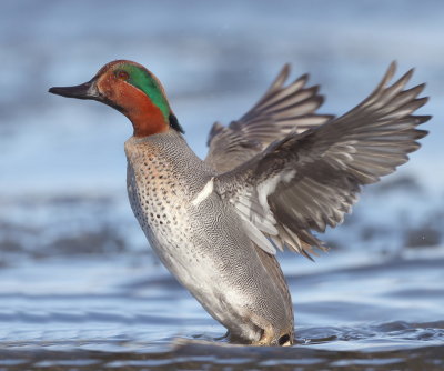 Green-Winged Teal  --  Sarcelle D'Hiver