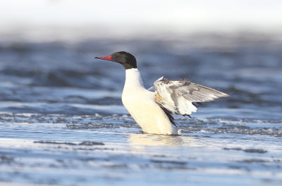 Common MerGanser  --  Grand Harle