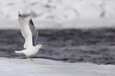 Herring Gull  --  GoeLand Argente