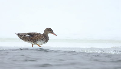 GadWall  --  Canard ChiPeau