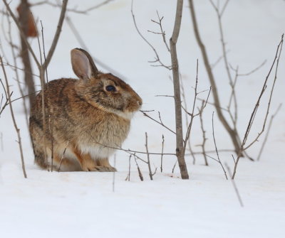 CottonTail Rabbit  --  Lapin A Queue Blanche