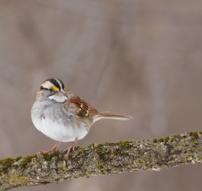 White-Throated Sparrow  --  Bruant A Gorge Blanche