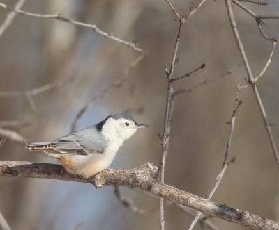 White - Breasted NutHatch  --  Sittelle A Poitrine Blanche