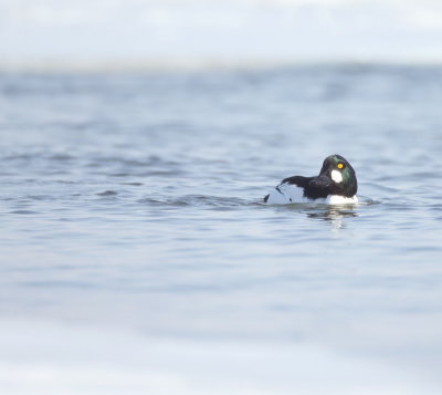 Common GoldenEye  --  Garrot A Oeil D'Or