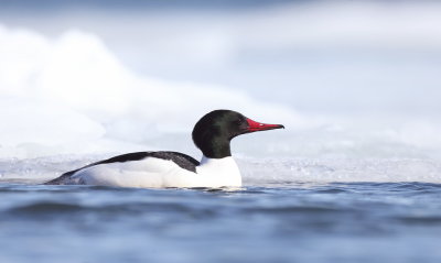 Common MerGanser  --  Grand Harle