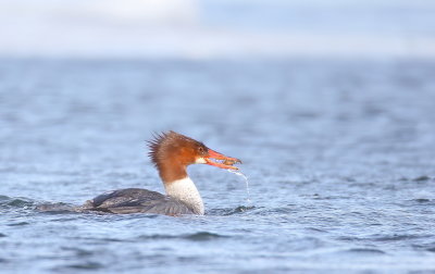 Common MerGanser  --  Grand Harle