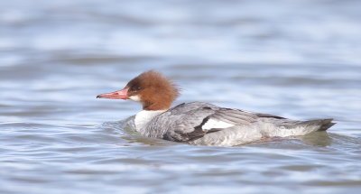 Common MerGanser  --  Grand Harle