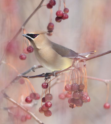 Cedar WaxWing  --  Jaseur D'Amerique