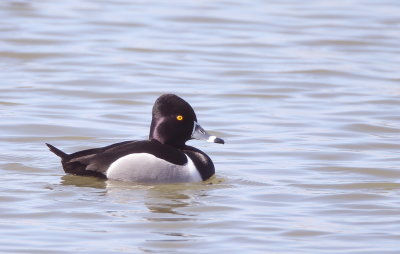 Ring-Necked Duck  --  FuliGule A Collier