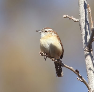 Carolina Wren  --  Troglodyte De Caroline