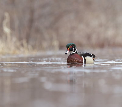 Wood Duck  --  Canard Branchu