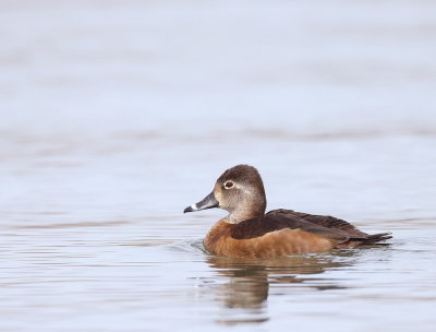 Ring-Necked Duck  --  Fuligule A Collier