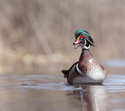 Wood Duck  --  Canard Branchu