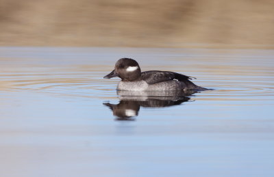 BuffleHead  --  Petit Garrot