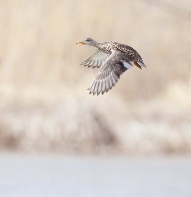 GadWall  --  Canard Chipeau