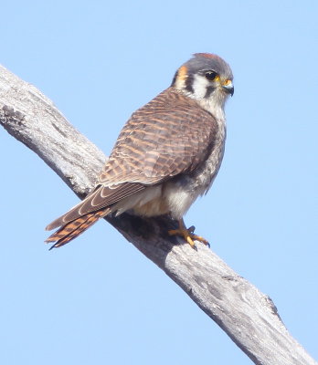 American Kestrel  --  Crecerelle D'Amerique