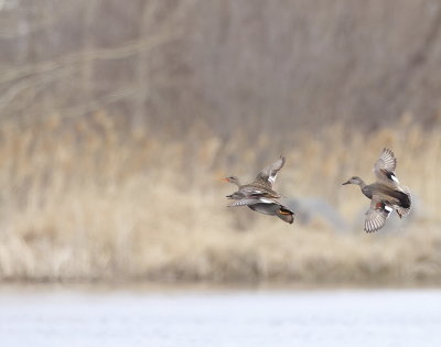 GadWall  --  Canard Chipeau