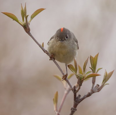 Ruby-Crowned KingLet  --  Roitelet A Couronne Rubis