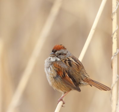 Swamp Sparrow  --  Bruant Des Marais