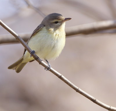 Warbling Vireo  --  Vireo Melodieux